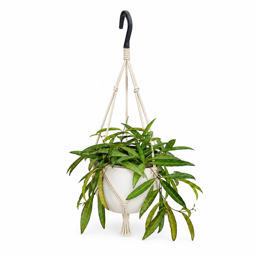 Hoya Bella (20cm, Ø19cm), Stylingbeispiel im Übertopf (Übertopf nicht enthalten)