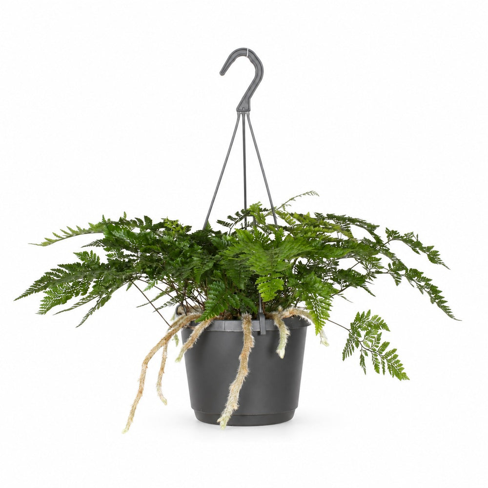 Humata Tyermannii (20cm, Ø17cm) im Kulturtopf