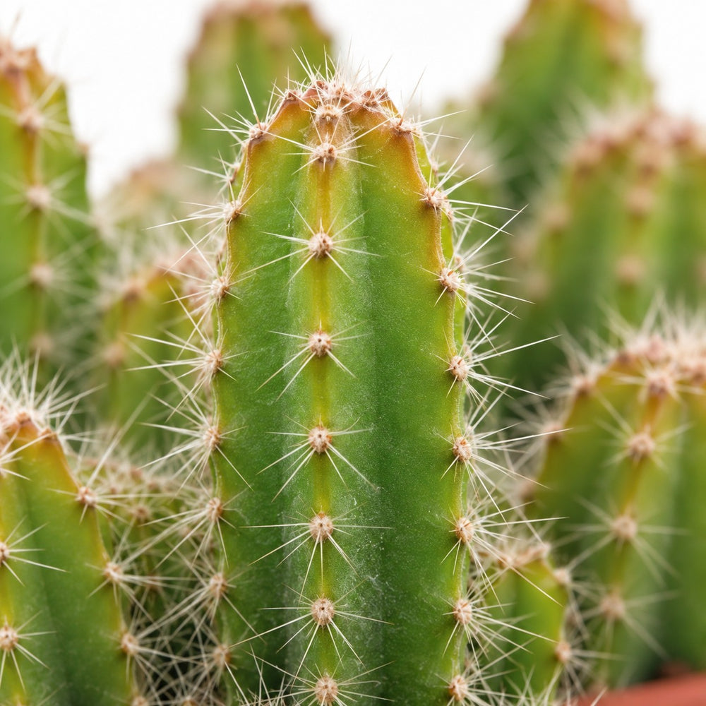 Hylocereus Undatus, Nahaufnahme Blatt