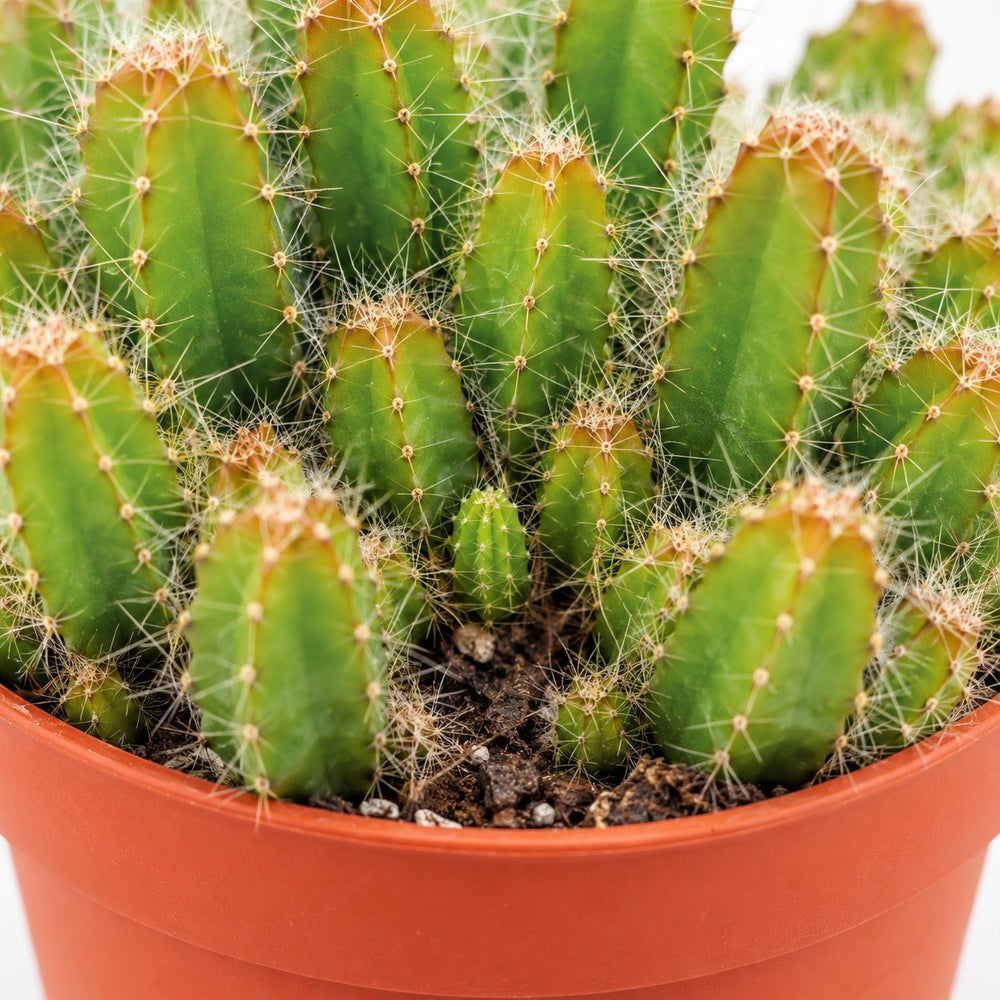 Hylocereus Undatus, Nahaufnahme Wuchs und Triebansatz