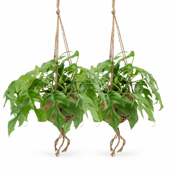 Monstera Minima 2er Vorteilspaket - 25cm im Kulturtopf