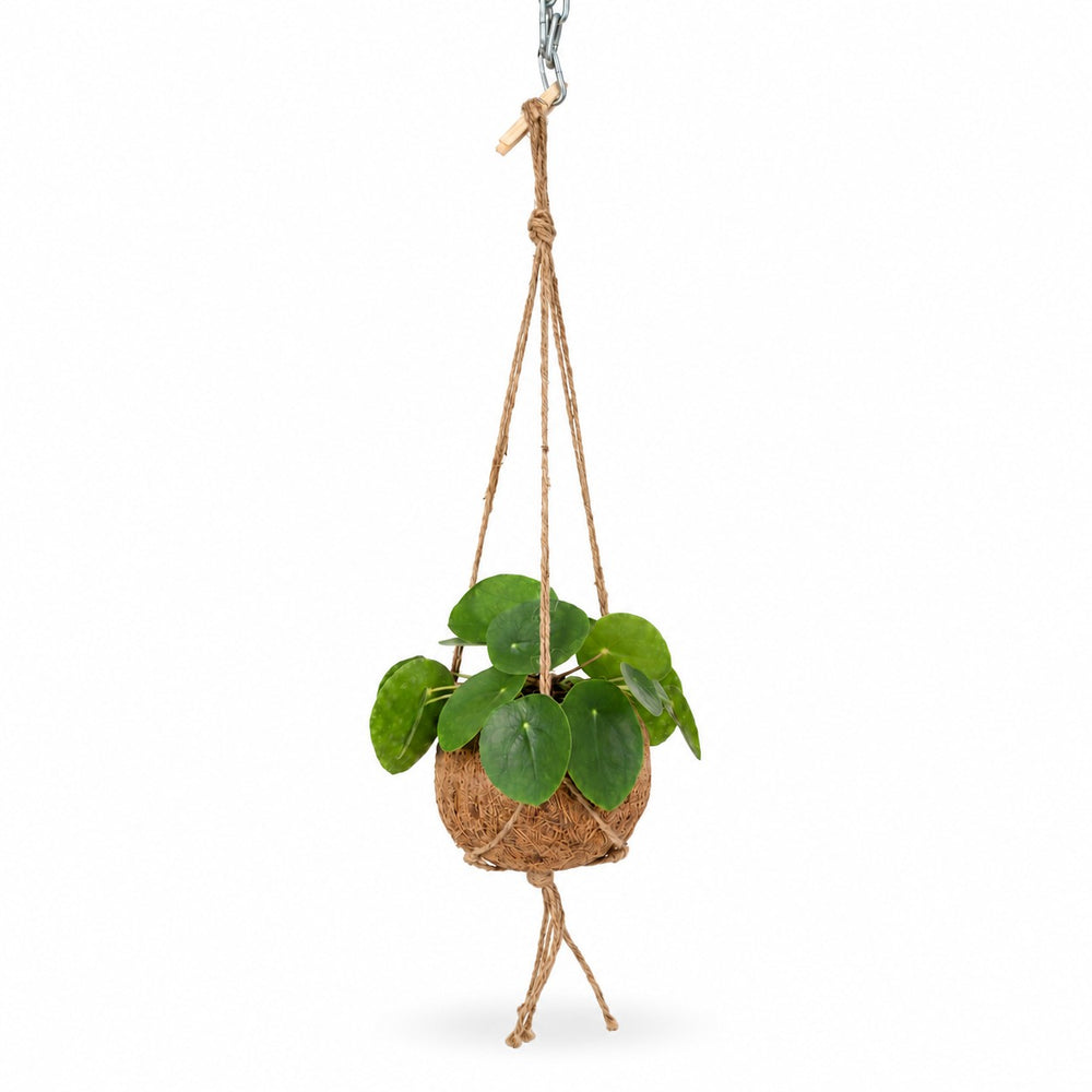 Kokodama Pilea Peperomiodes - 20cm im Kulturtopf