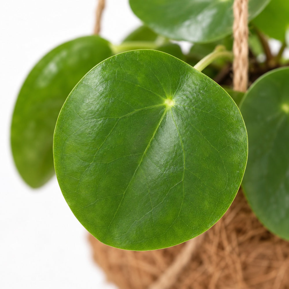 Kokodama Pilea Peperomiodes, Nahaufnahme Blatt
