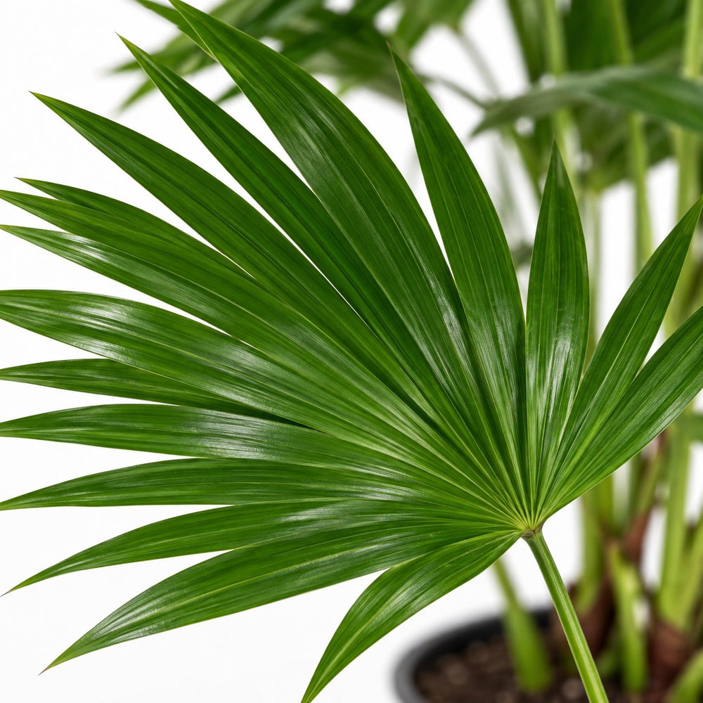 Livistona Chinensis, Nahaufnahme Blatt