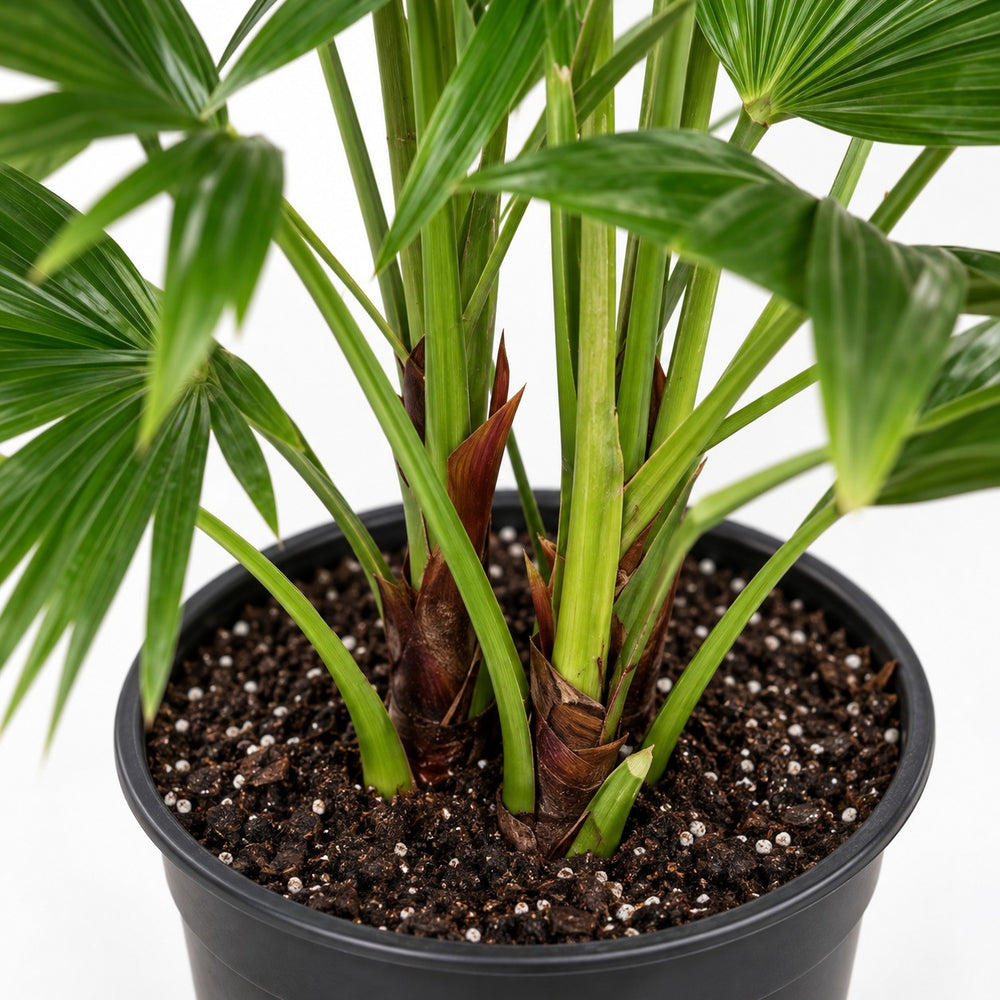 Livistona Chinensis, Nahaufnahme Wuchs und Triebansatz