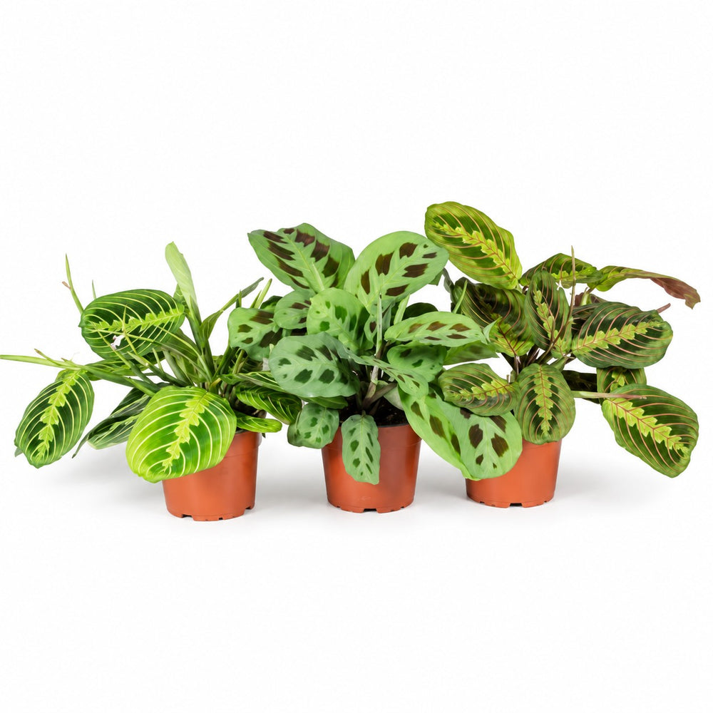Maranta Leuconeura 'Fascinator' - 3 Sorten im Kulturtopf