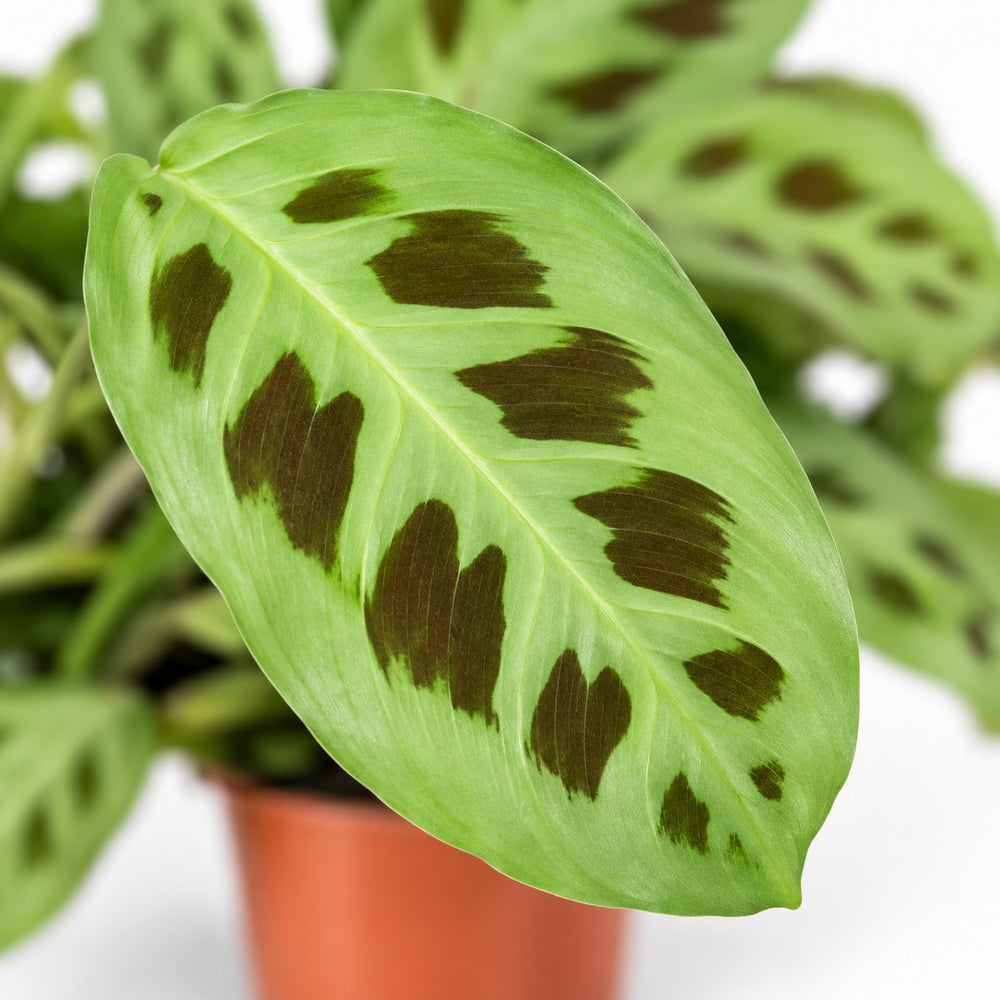 Maranta Leuconeura 'Fascinator', Nahaufnahme Blatt