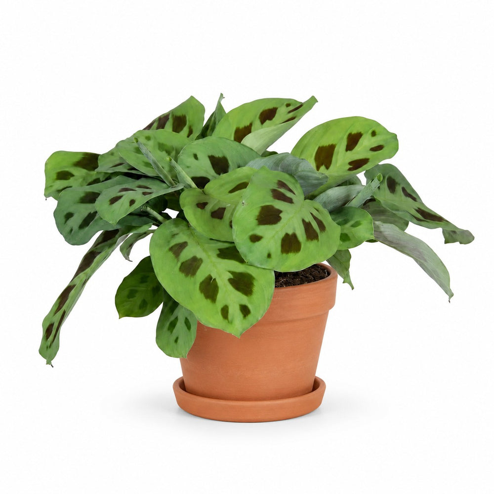 Maranta Leuconeura Kerchoveana (30cm, Ø12cm), Stylingbeispiel im Übertopf (Übertopf nicht enthalten)