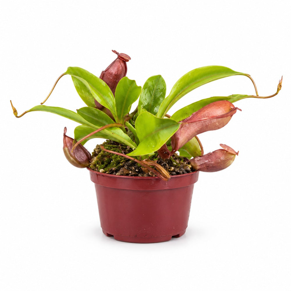 Nepenthes Alata (17cm, Ø12cm) im Kulturtopf