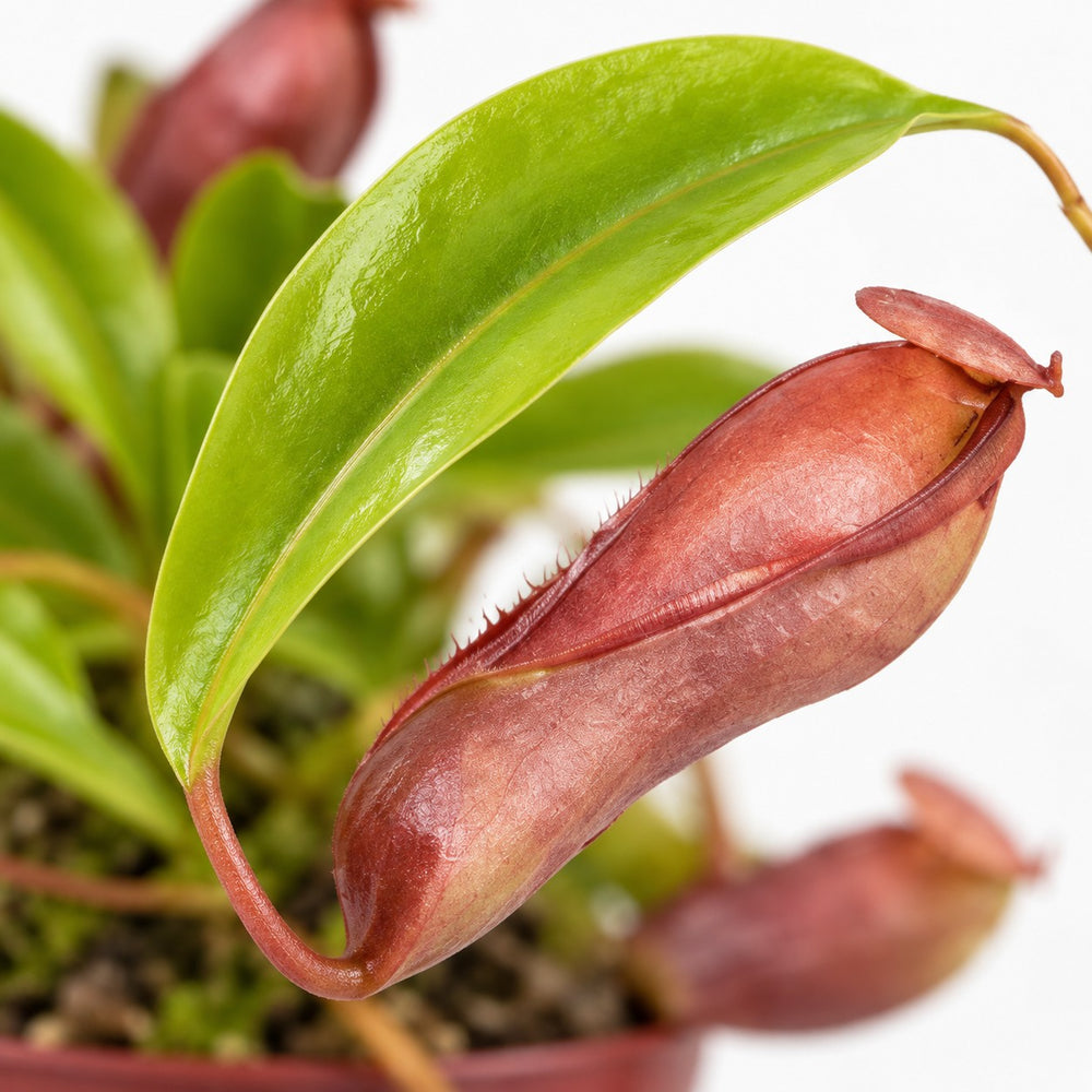 Nepenthes Alata, Nahaufnahme Blatt