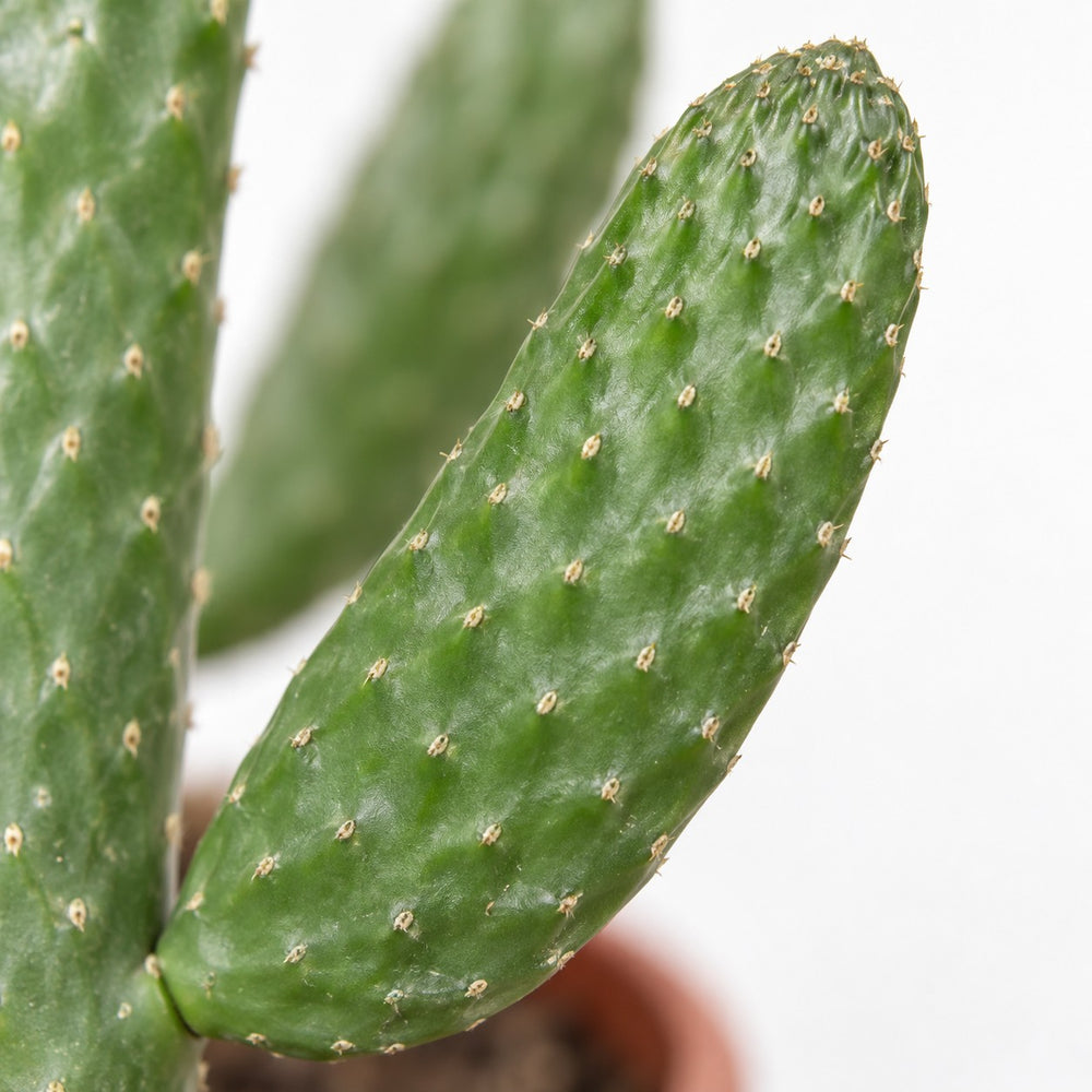 Opuntia Consolea, Nahaufnahme Blatt