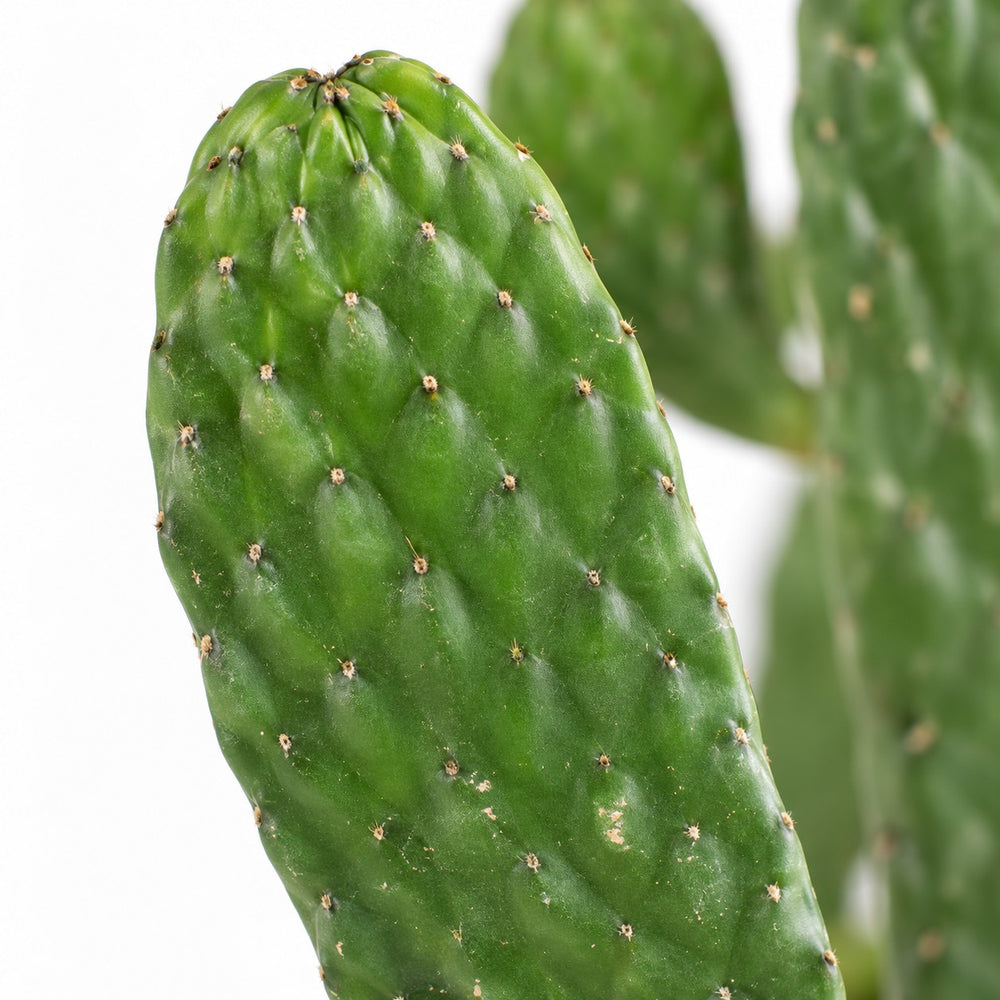 Opuntia Rubescens Consolea, Nahaufnahme Blatt
