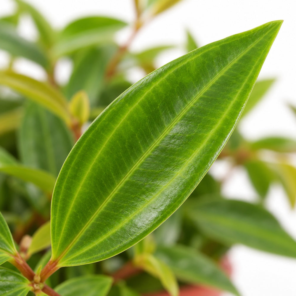 Peperomia Ang. Rocca Vivace, Nahaufnahme Blatt