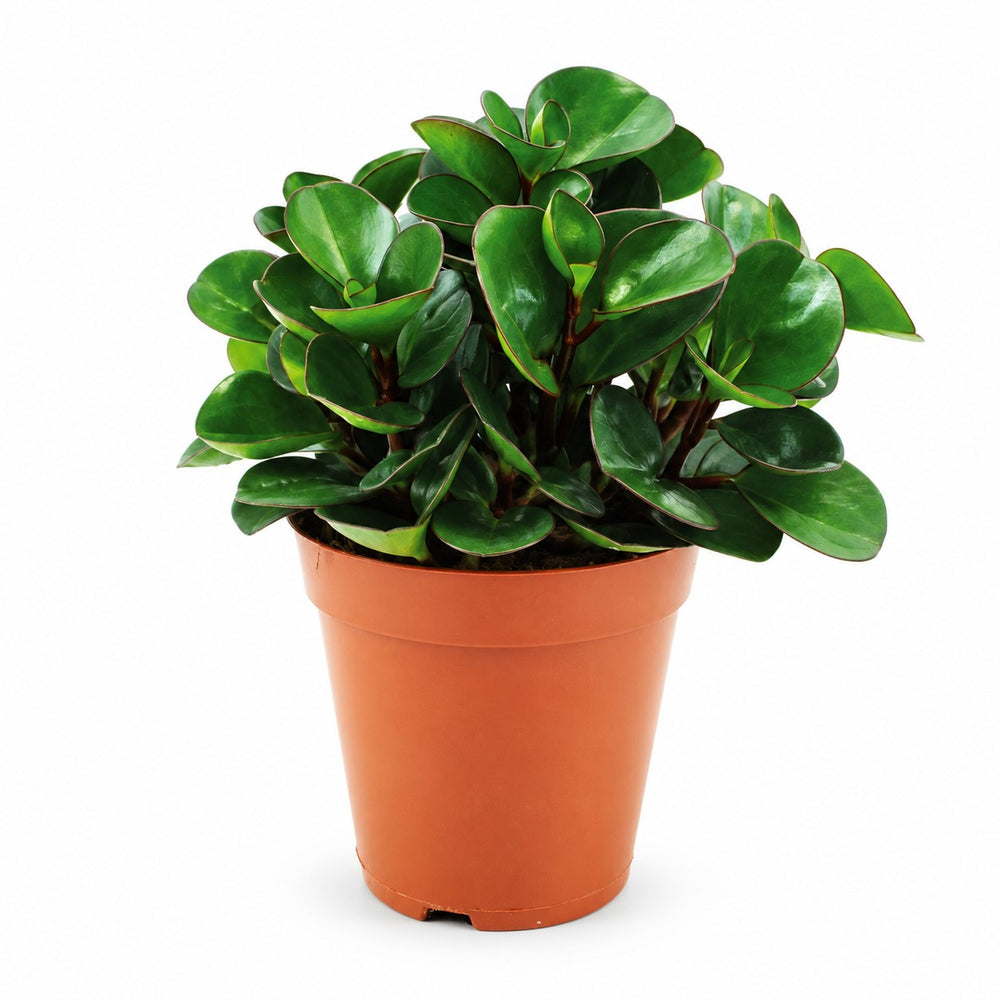 Peperomia Burning Bush (25cm, Ø15cm) im Kulturtopf
