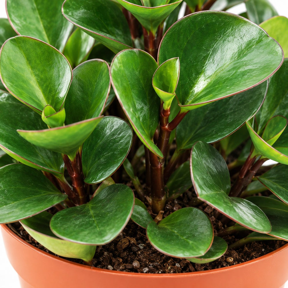 Peperomia Burning Bush, Nahaufnahme Wuchs und Triebansatz