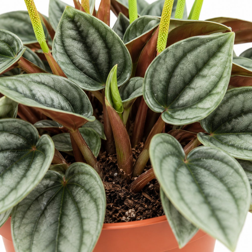 Peperomia Napoli Nights, Nahaufnahme Wuchs und Triebansatz