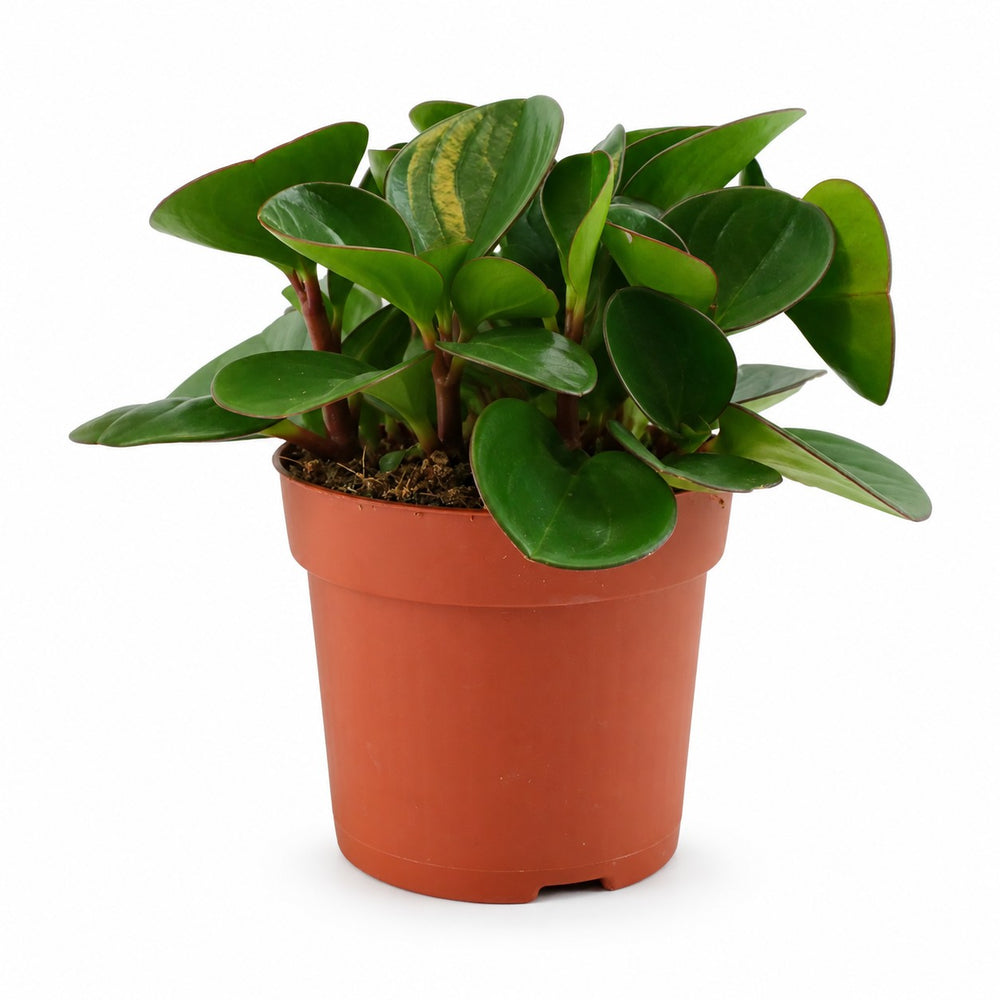 Peperomia Obtipan (15cm, Ø11cm) im Kulturtopf