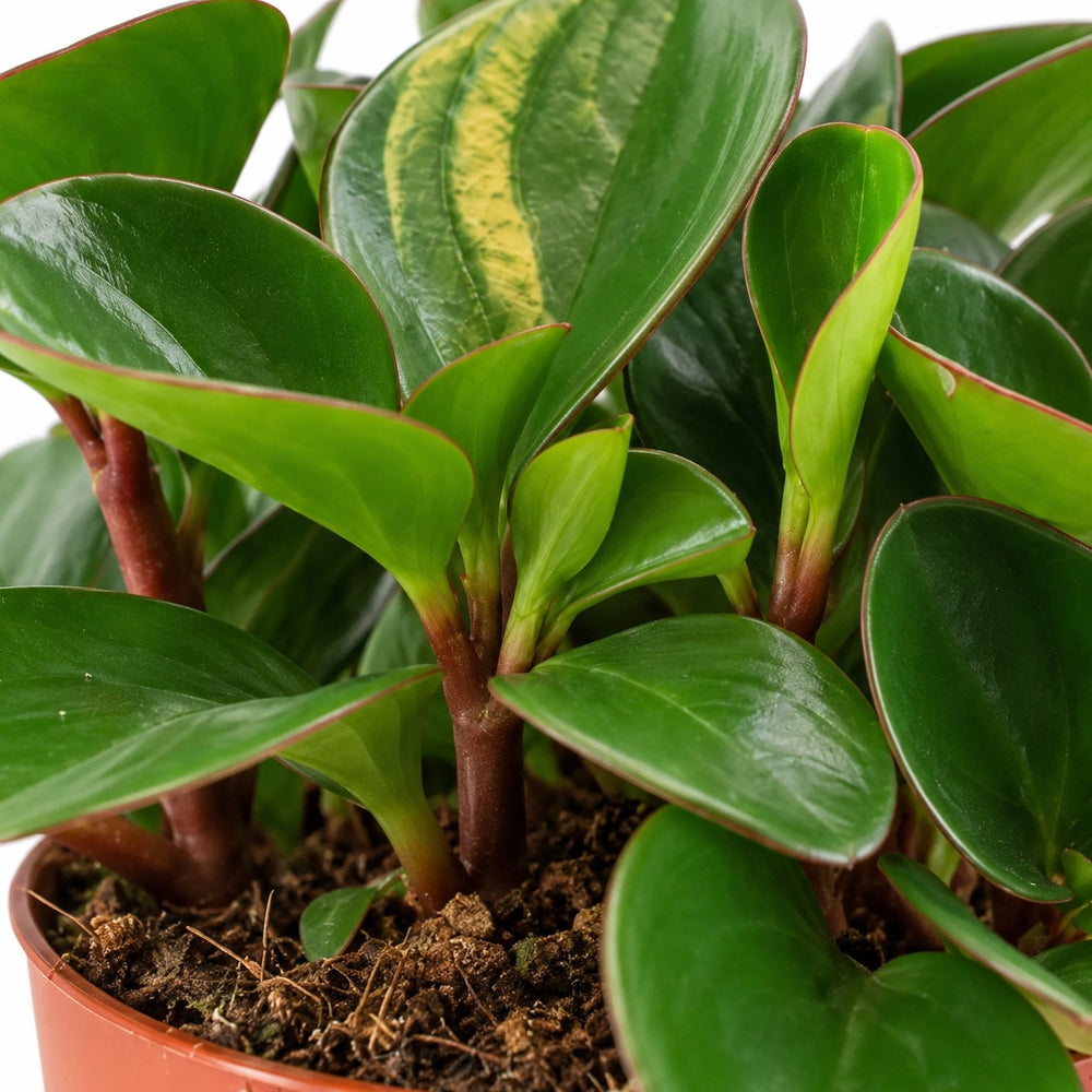 Peperomia Obtipan, Nahaufnahme Wuchs und Triebansatz