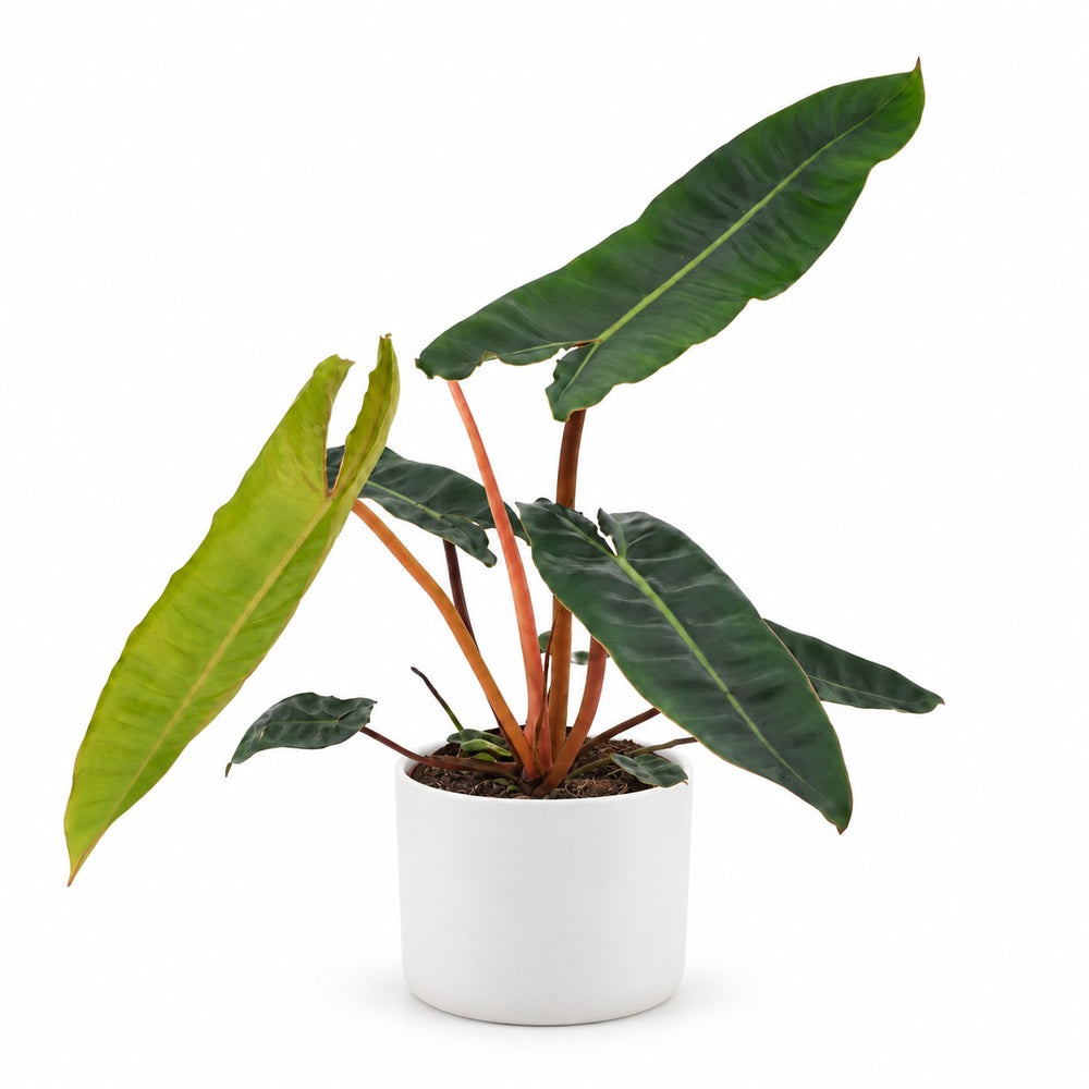 Philodendron Billietiae (25cm, Ø12cm), Stylingbeispiel im Übertopf (Übertopf nicht enthalten)