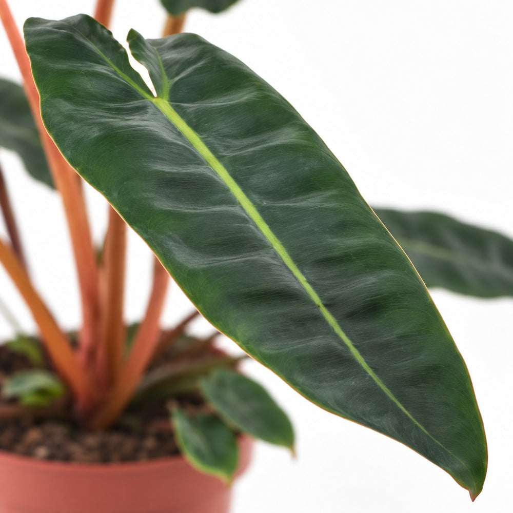 Philodendron Billietiae, Nahaufnahme Blatt