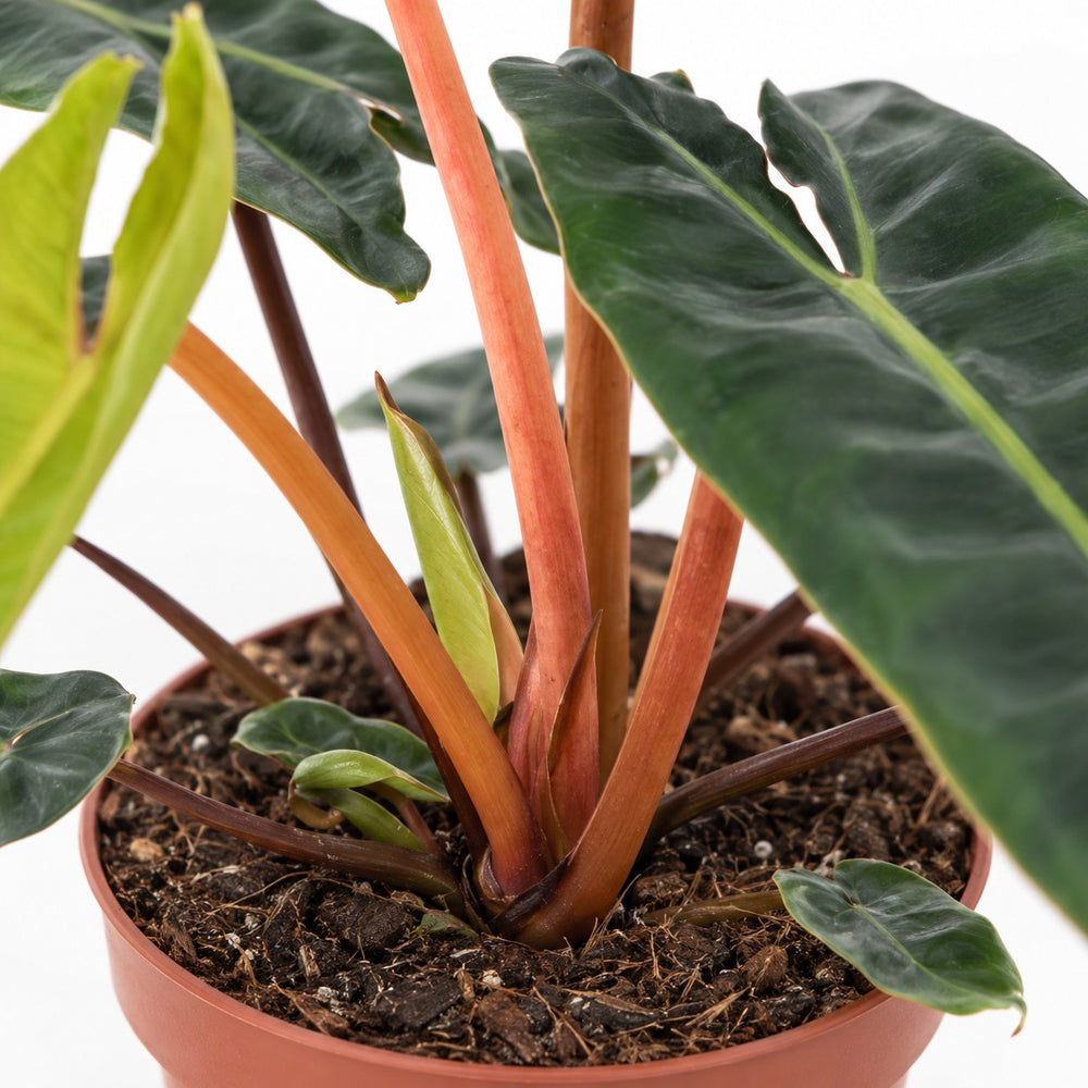 Philodendron Billietiae, Nahaufnahme Wuchs und Triebansatz