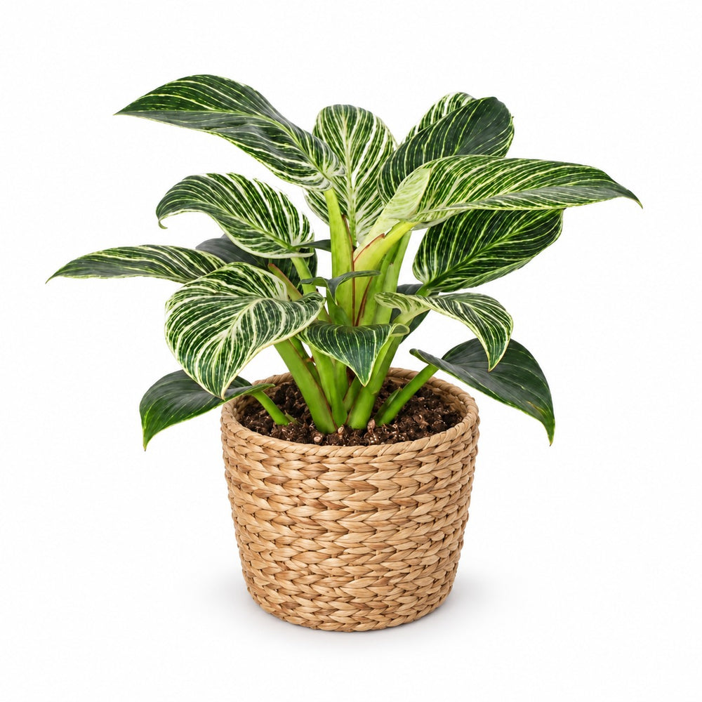 Philodendron Birkin (25cm, Ø14cm), Stylingbeispiel im Übertopf (Übertopf nicht enthalten)