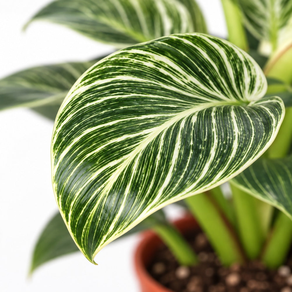 Philodendron Birkin, Nahaufnahme Blatt