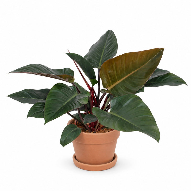 Philodendron Congo Red Detail