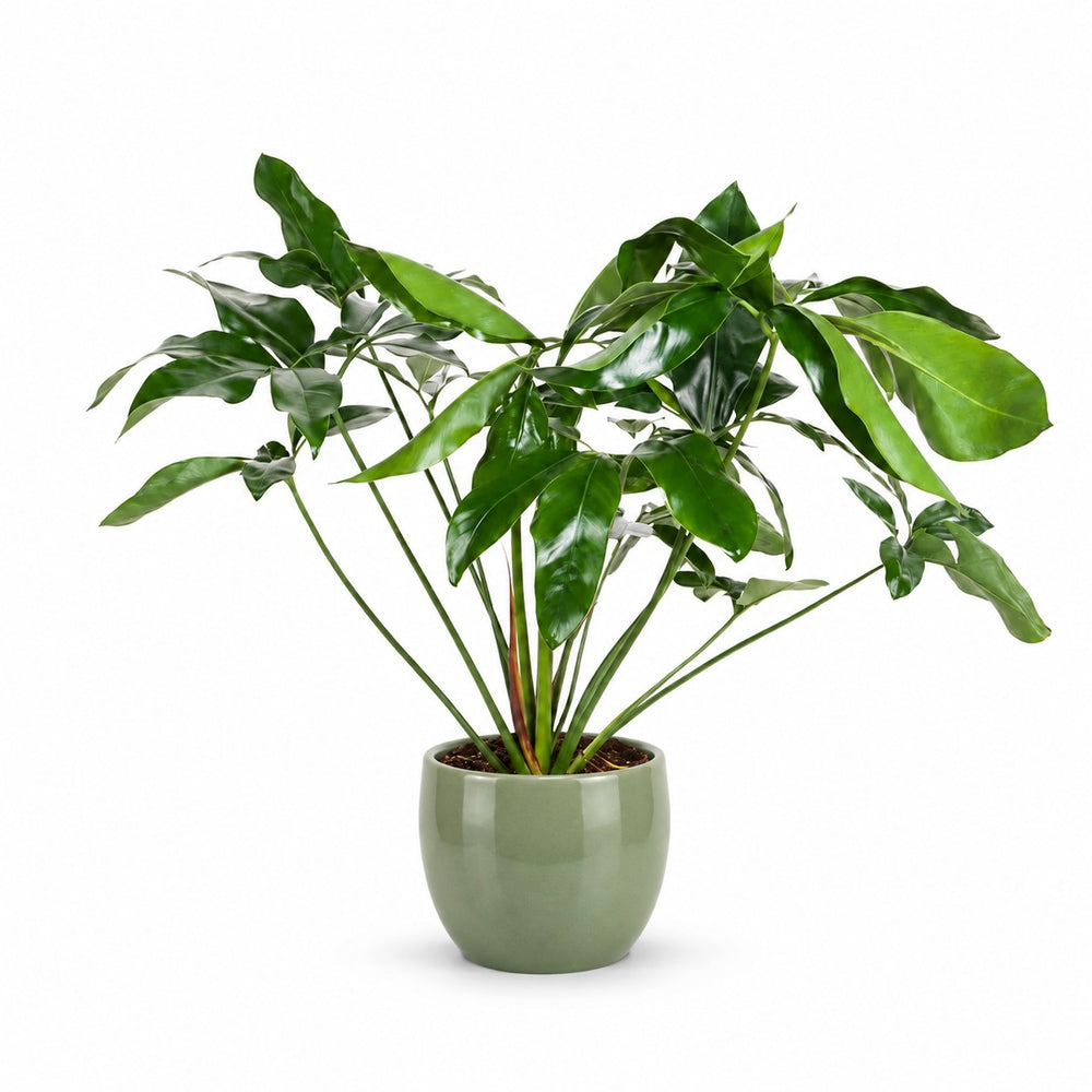 Philodendron Green Wonder (100cm, Ø24cm), Stylingbeispiel im Übertopf (Übertopf nicht enthalten)