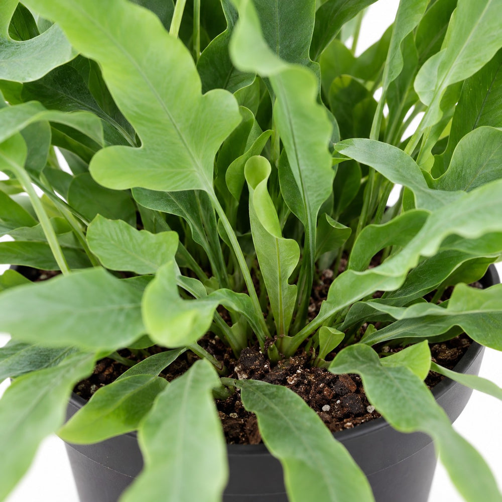 Phlebodium Blue Fern, Nahaufnahme Wuchs und Triebansatz