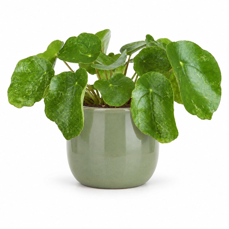 Pilea Sugar Detail