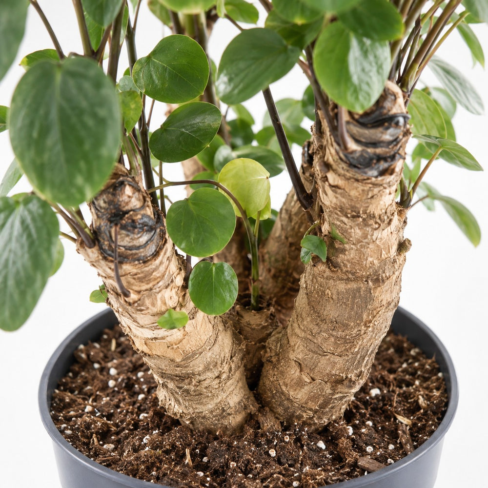 Polyscias Fabian (60cm, Ø17cm), Nahaufnahme Wuchs und Triebansatz