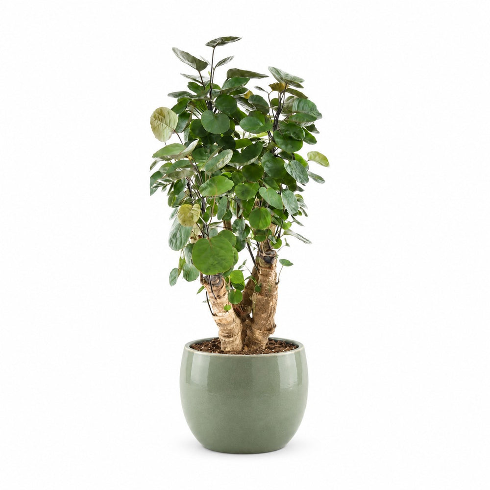 Polyscias Fabian (60cm, Ø17cm), Stylingbeispiel im Übertopf (Übertopf nicht enthalten)