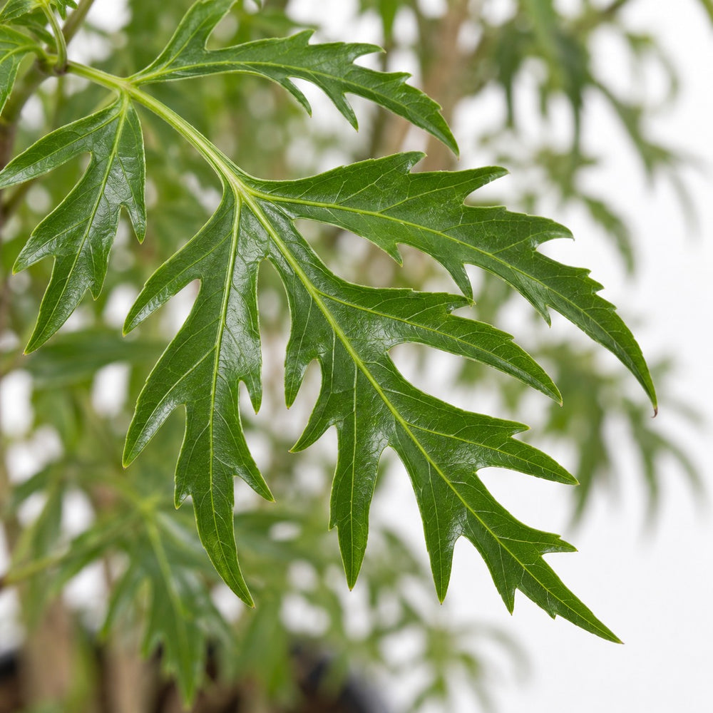 Polyscias Fruticosa, Nahaufnahme Blatt