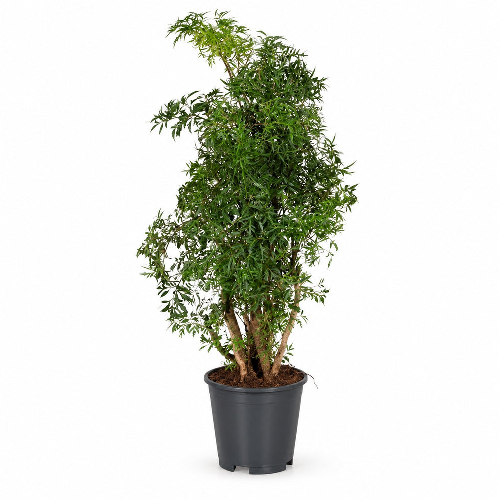 Polyscias Hawaiiana Ming (65cm, Ø17cm) im Kulturtopf