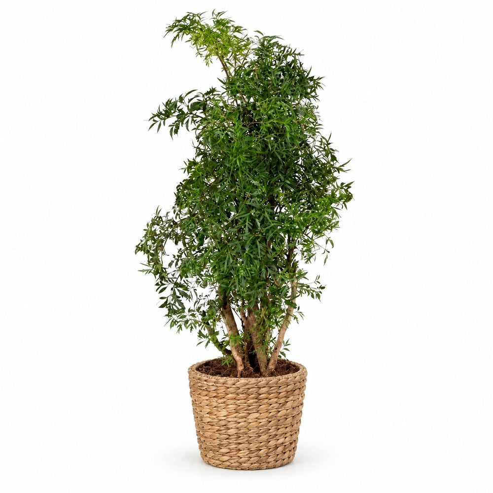 Polyscias Hawaiiana Ming (65cm, Ø17cm), Stylingbeispiel im Übertopf (Übertopf nicht enthalten)