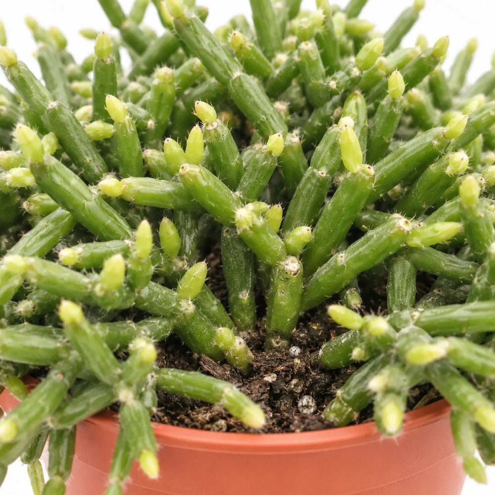 Rhipsalis Burchellii, Nahaufnahme Wuchs und Triebansatz