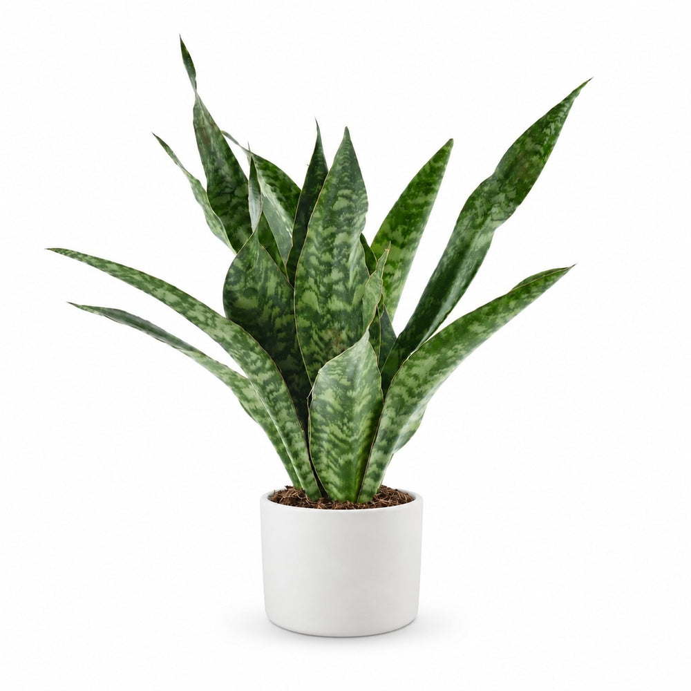 Sansevieria Aubrytniana Dragon (55cm, Ø14cm), Stylingbeispiel im Übertopf (Übertopf nicht enthalten)