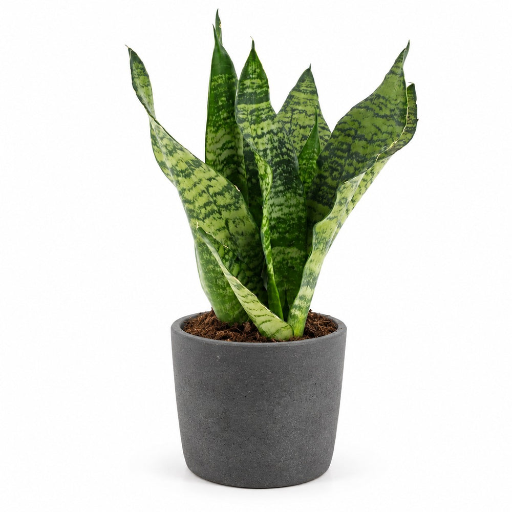 Sansevieria Black Coral (35cm, Ø12cm), Stylingbeispiel im Übertopf (Übertopf nicht enthalten)