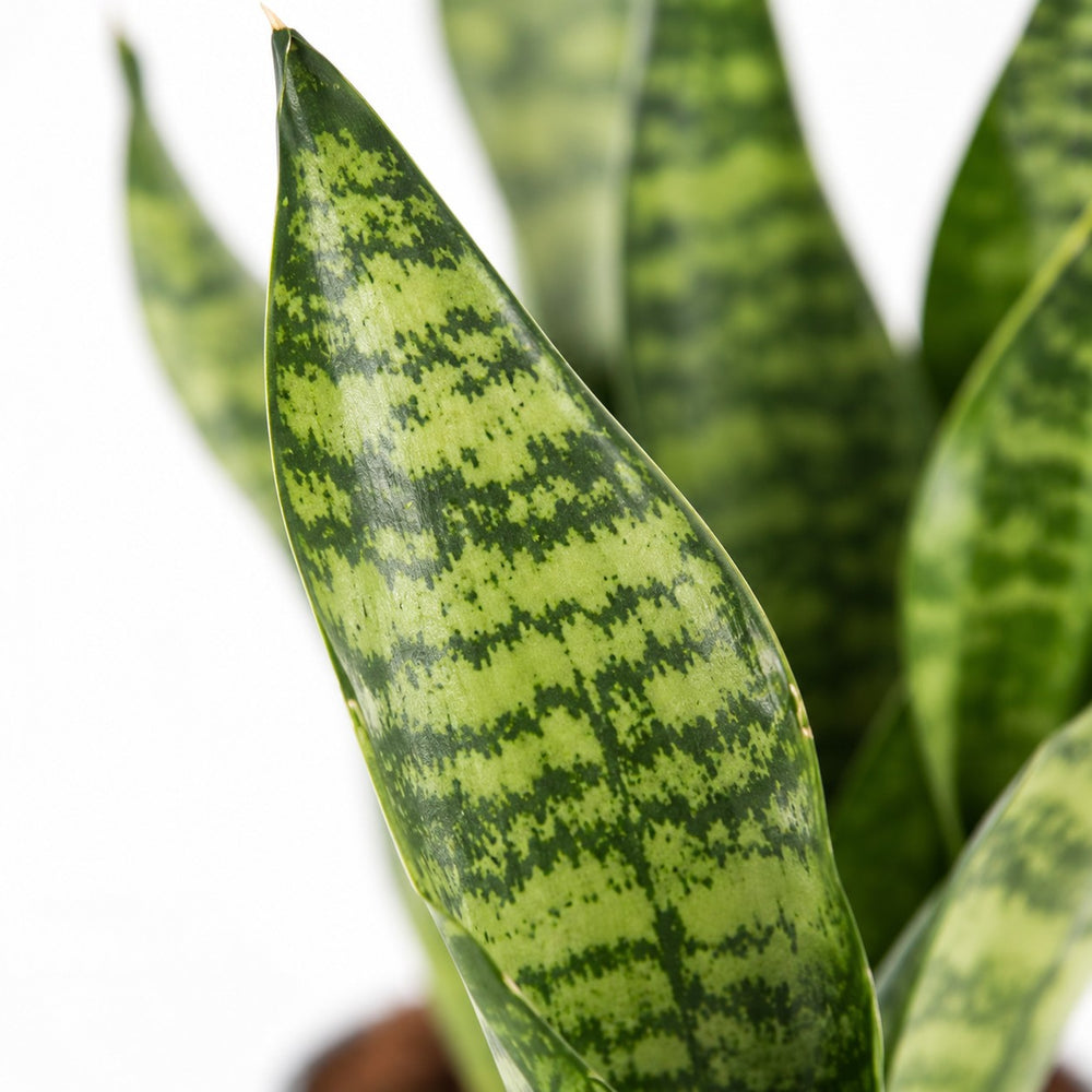 Sansevieria Black Coral, Nahaufnahme Blatt