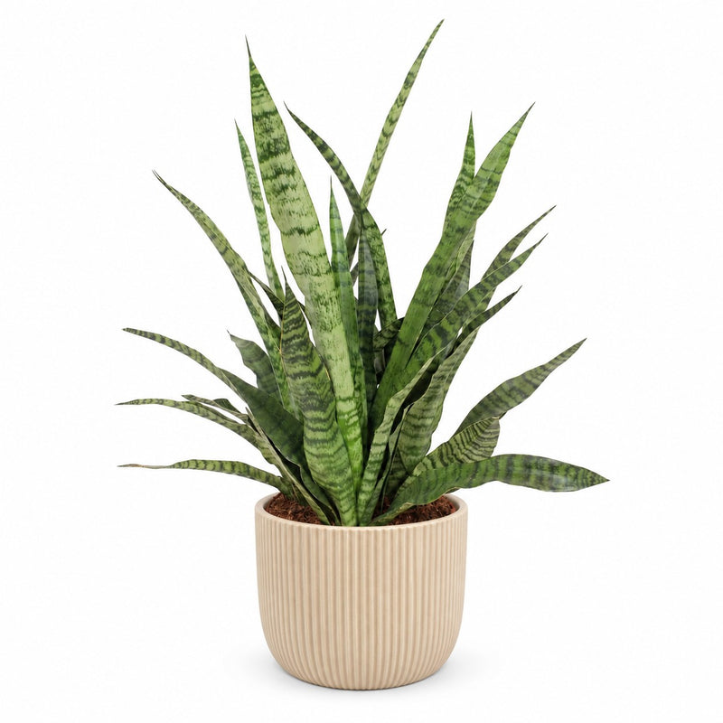 Sansevieria Diamond Green Detail