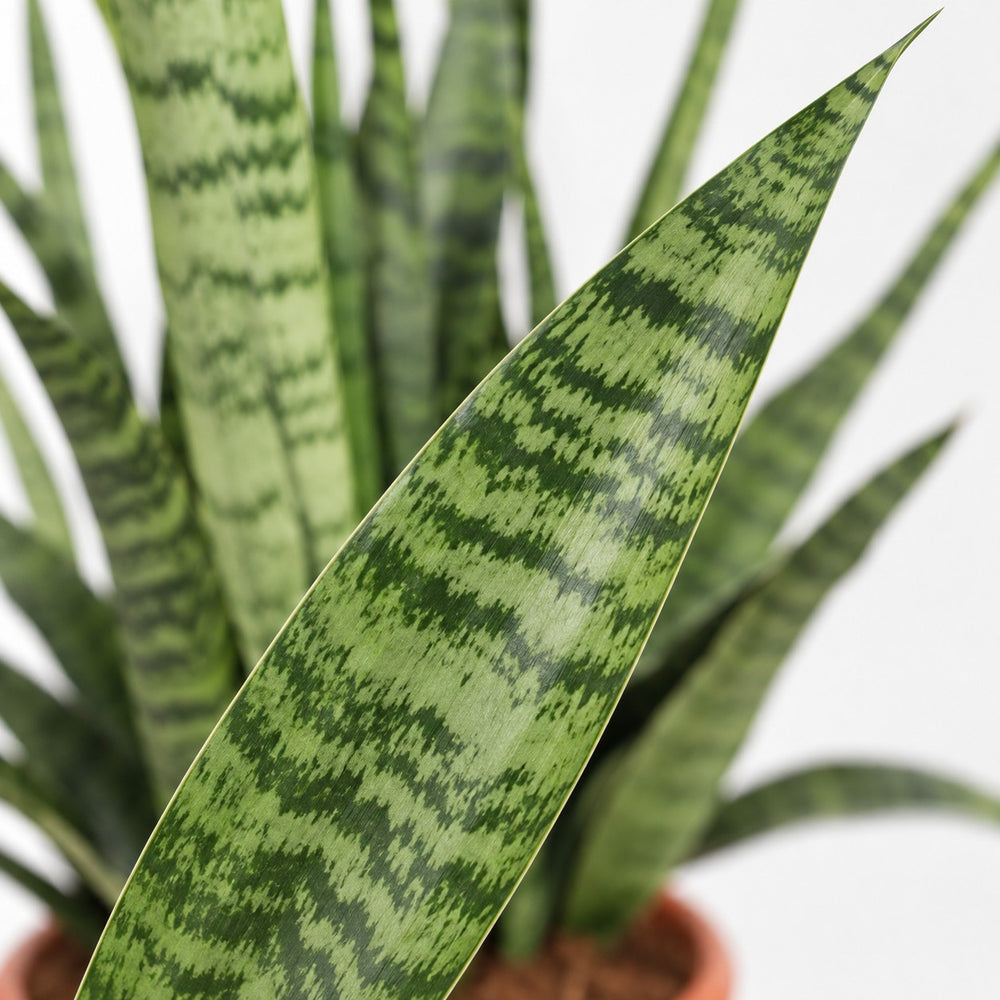 Sansevieria Diamond Green, Nahaufnahme Blatt