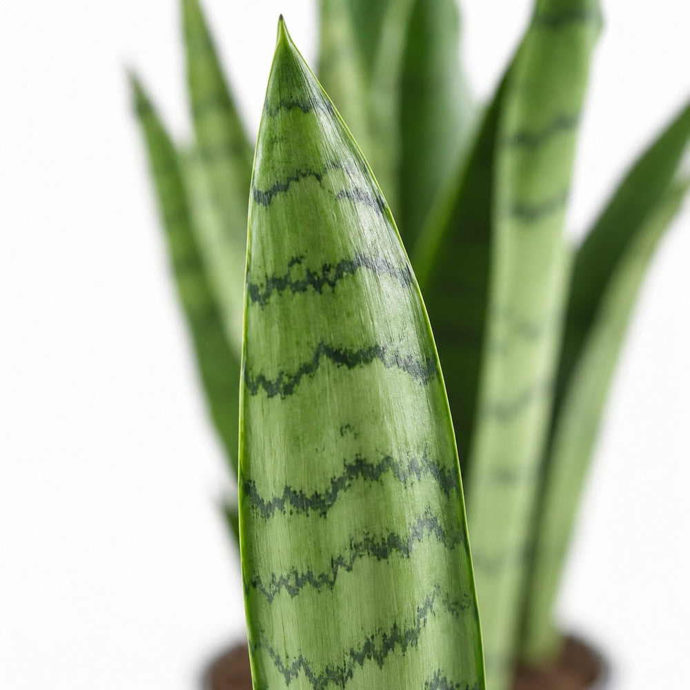 Sansevieria Spearmint, Nahaufnahme Blatt
