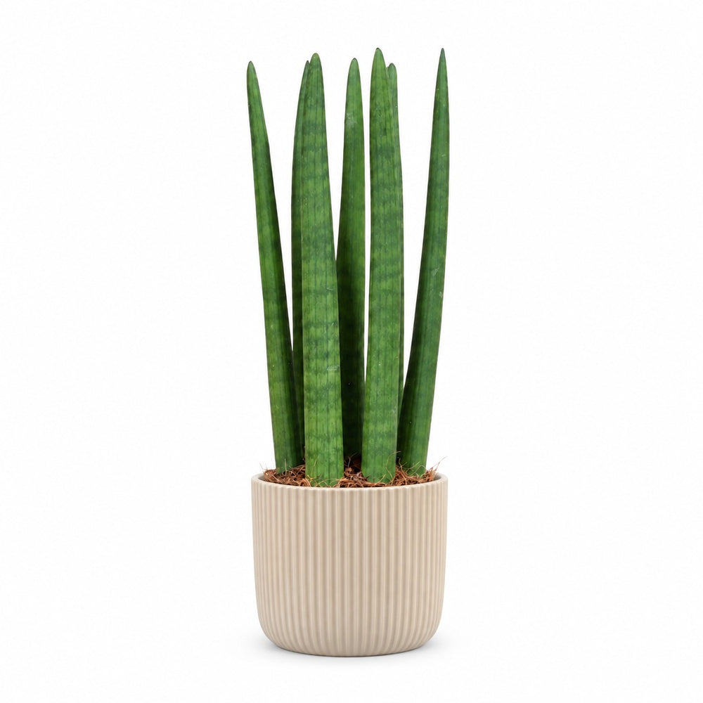 Sansevieria Straight (40cm, Ø12cm), Stylingbeispiel im Übertopf (Übertopf nicht enthalten)