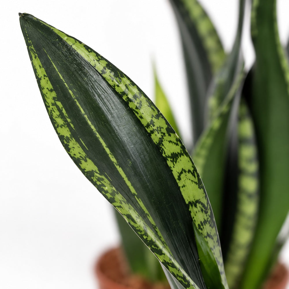 Sansevieria Whitney, Nahaufnahme Blatt