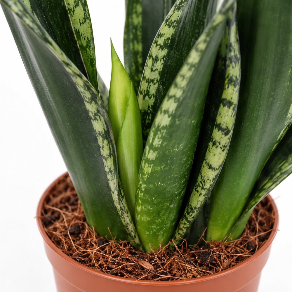 Sansevieria Whitney, Nahaufnahme Wuchs und Triebansatz