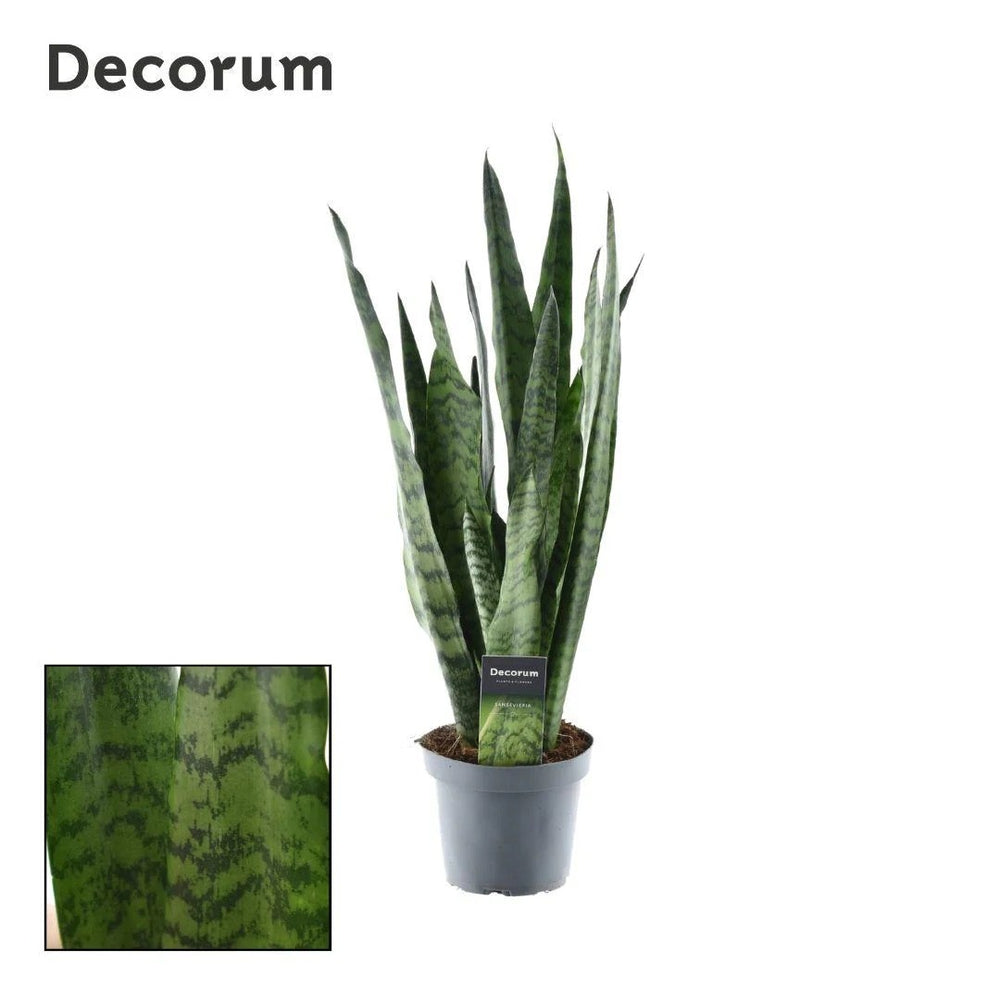 Sansevieria Zeylanica (55cm, Ø17cm) im Kulturtopf