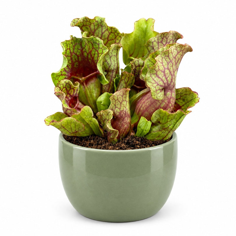 Sarracenia Detail