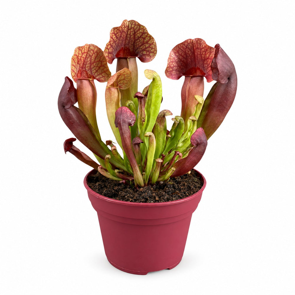 Sarracenia Catesbaei - 23cm im Kulturtopf