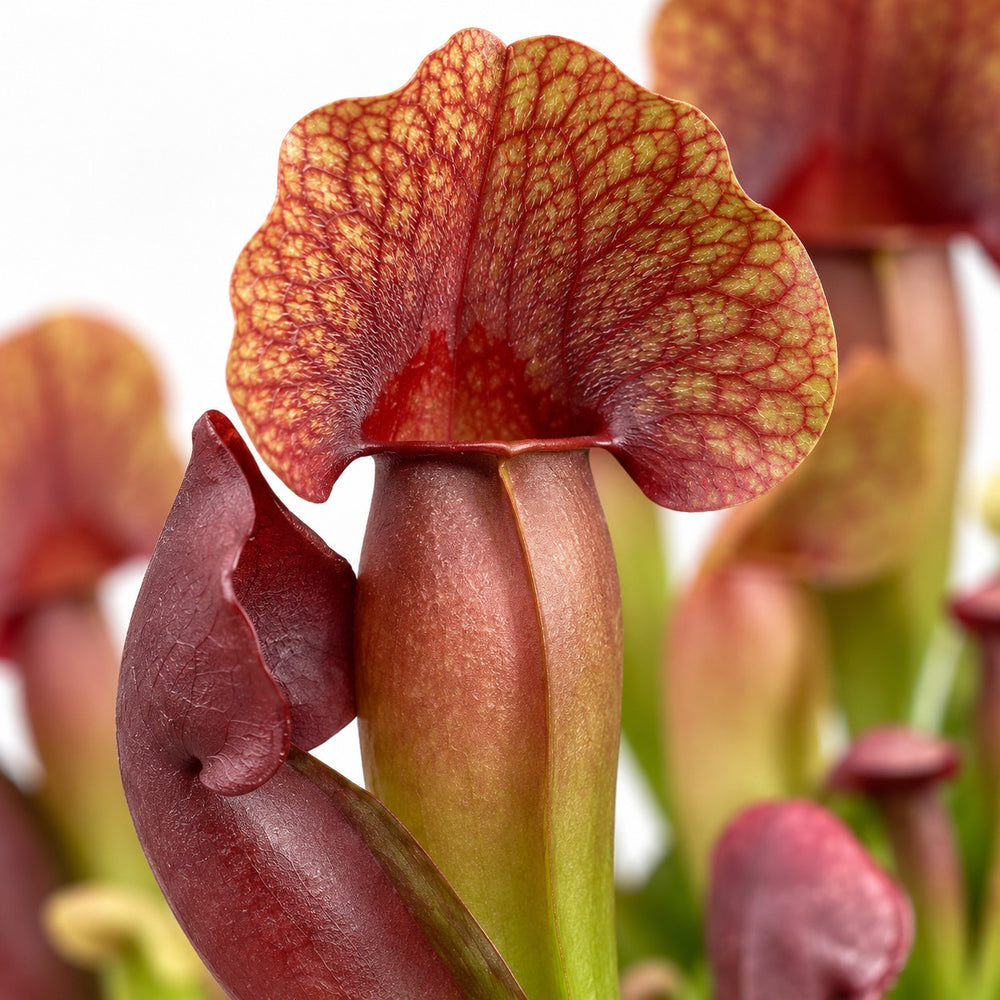 Sarracenia Catesbaei, Nahaufnahme Blatt